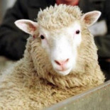 Descubren una oveja con el mismo timbre de voz que Shakira