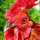 La estrategia sexual secreta de las gallinas