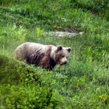 Nacen varios osos en el Pirineo Catalán