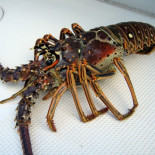 Los langostas nunca se hacen viejas y pueden vivir cientos de años. [ENG]