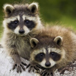 Un cazador se pega un tiro por golpear a un mapache con su rifle