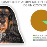 Las 10 cosas que debes saber antes de tener tu primer perro