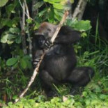Nueve animales que usan herramientas y uno que "reflexiona"
