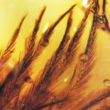 Protoplumas de dinosaurios atrapadas en ámbar de hace más de 70 millones de años