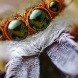 Veinte tipos de ojos para ver el mundo