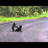 Dos crías de oso jugando en medio de una carretera en Yosemite Park