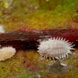 La bacteria que vive dentro de una bacteria que a su vez vive dentro de un insecto