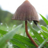 Algunas setas cambian a mejor la personalidad de quien las toma