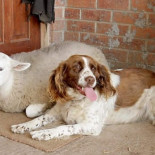 Jack, el cordero que se cree perro