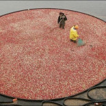 Curiosas fotos del cultivo y la cosecha del arándano rojo