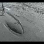 Orca trata de comunicarse con las personas imitando el ruido del motor de la lancha
