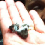 El volcán al sur de El Hierro será visible sobre el mar, según los expertos