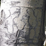 Cuando los pastores vascos dibujaban corazones en los álamos americanos