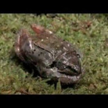 ¿Por qué no se puede volver a congelar un alimento que ha sido descongelado?