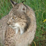 Imputan a dos cazadores por la muerte a tiros de un lince ibérico en el Parque de Doñana