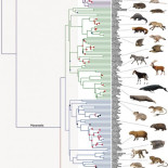 Se publica en Science el nuevo árbol filogenético de los mamíferos
