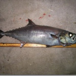 ¡No puedo creer que no sea... caca!