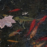 De cómo los peces de colores pueden volver a la vida tras un baño en nitrógeno líquido