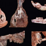 Una 'ardilla' con dientes de sable en la Patagonia argentina de hace 96 millones de años