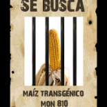 "Amigos de la Tierra" busca MON810, yo también