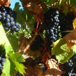 Expulsan al vino de la dieta mediterránea para no herir sensibilidades religiosas