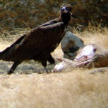 Los ganaderos podrán dejar reses muertas para las aves carroñeras