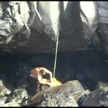 Increíble rescate a un perro en Puerto de la Cruz (Tenerife)