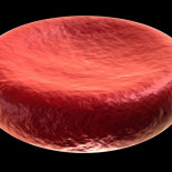 Por primera vez inyectan sangre cultivada en laboratorio a un humano