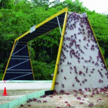 Ayudando a los cangrejos rojos a cruzar la carretera