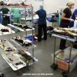 Los últimos momentos de un gato antes de enfrentarse a la gran “operación castración”