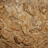 Descubren un nido repleto de fósiles de dinosaurios recién nacidos