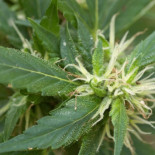 Copenhague vota la legalización de la marihuana