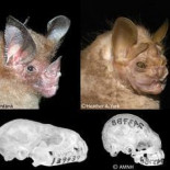 Por qué unos animales tienen más variedad de especies que otras