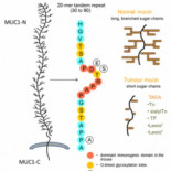 Mirando de cerca la vacuna que "curará el 90% de los cánceres"