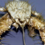 Un cangrejo cultiva su propia comida [ING]