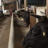 Una empresa japonesa encuentra cesio radiactivo en leche para bebés