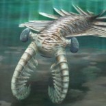 El ojo más agudo tiene 500 millones de años