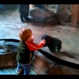 Mi sobrino y el gorila