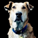 El perro Lukanikos, una de las 'personas' del año para 'Time'