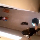 Joven madre tortura a su yorkshire hasta darle muerte frente a su hija de tres años