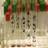 Tres de los diez mejores descubrimientos científicos de 2011 se gestaron en centros españoles