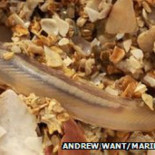 Encuentran raro pez sin rostro ni cerebro en Escocia