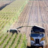 Se extiende el supergusano que desarrolló resistencia al maíz transgénico de Monsanto (ING)