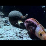 Qué bonita caracola... ¡Oh, dios mío!