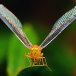 Yo no soy un mamífero