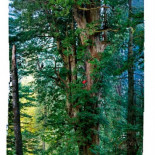 La increíble fotografía de una secuoya