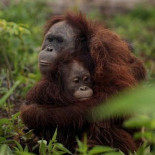 En fotos: Orangután abraza a su cría para protegerla de los cazadores