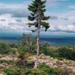 Seis árboles más viejos que la pirámide de Keops