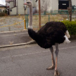 El único habitante de Tomioka, Fukushima