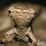 Descubren en Madagascar una especie diminuta de camaleón